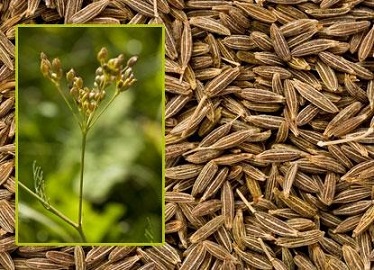 cumin-via-after-plastie-com - Copy.jpg
